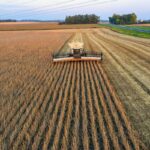 soybean field spraying