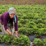strawberry harvest field