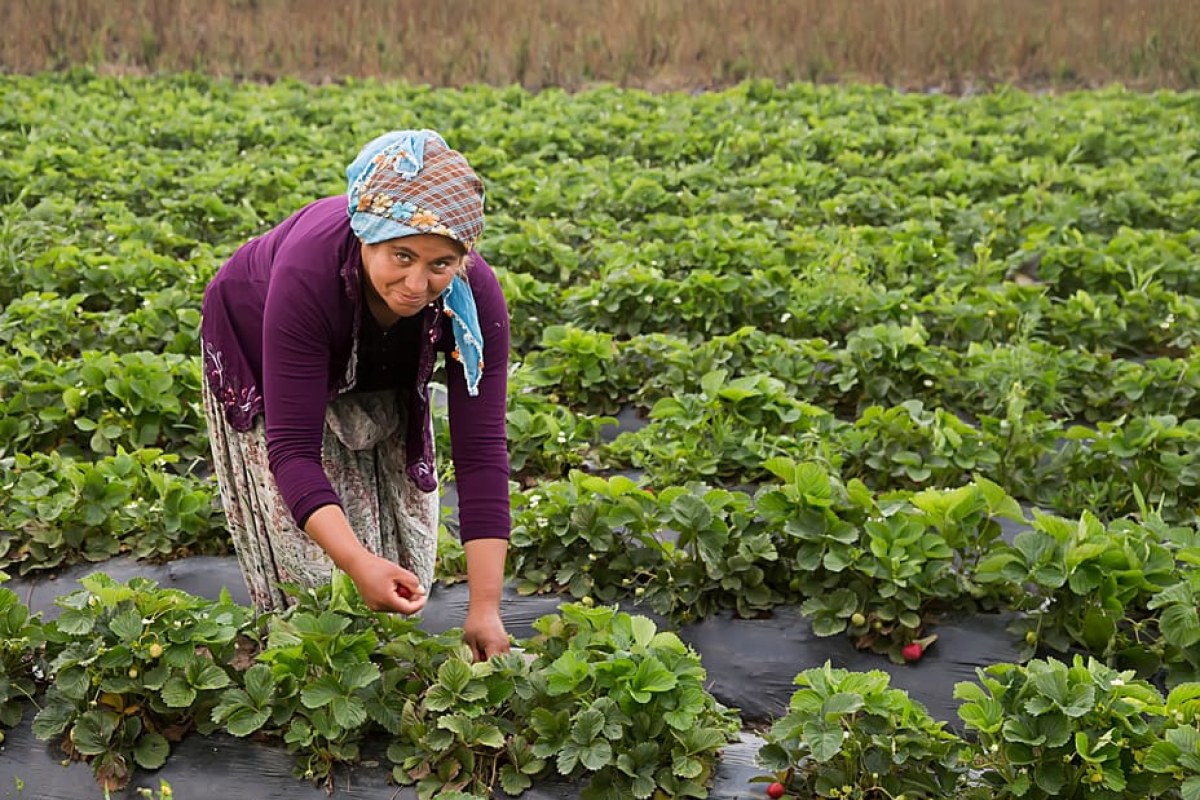 strawberry harvest field