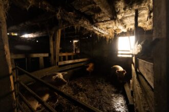 fire barn pigs