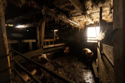 fire barn pigs