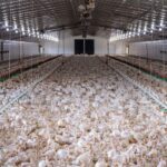 chicken farm Ukraine