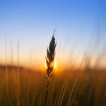 grain conference Poland