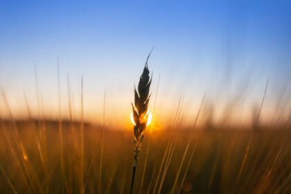 grain conference Poland