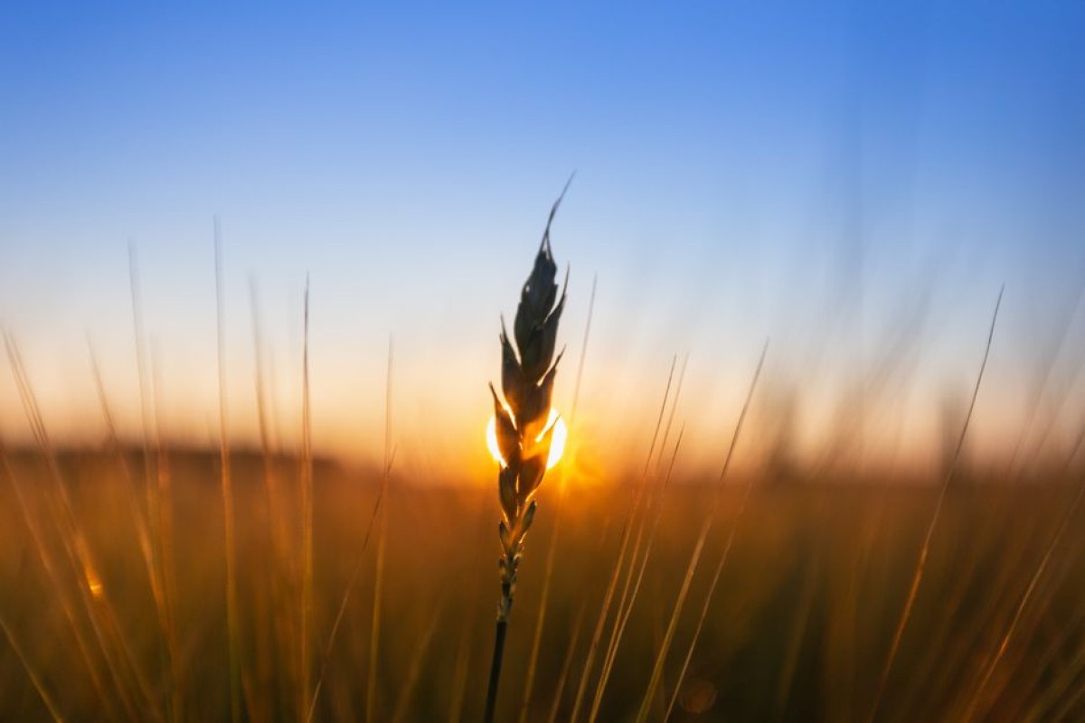 grain conference Poland