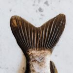 closed restaurant fish