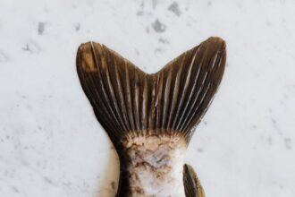 closed restaurant fish