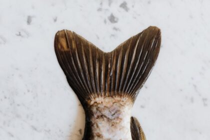 closed restaurant fish