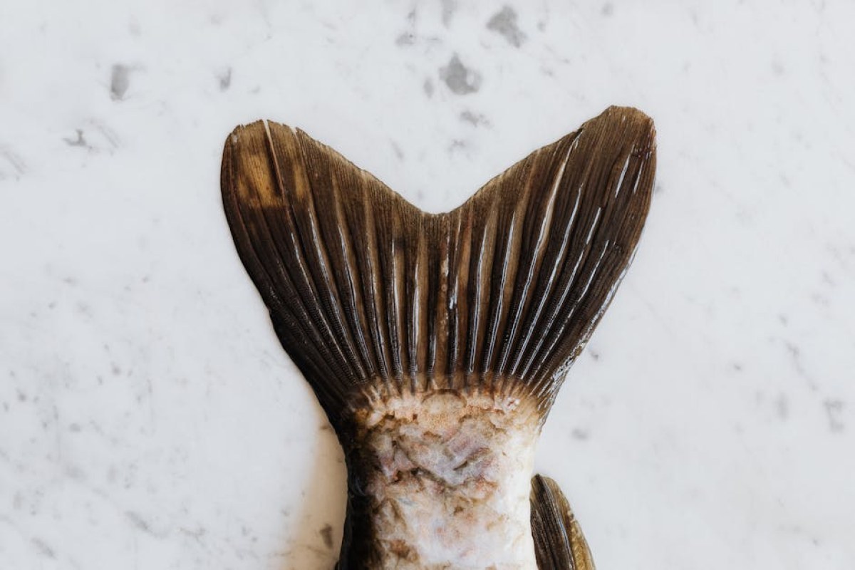 closed restaurant fish