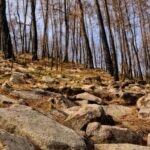 burnt forest after fire