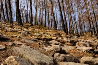 burnt forest after fire