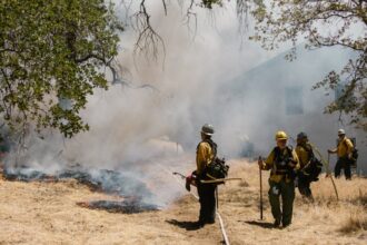 forest fire firefighters