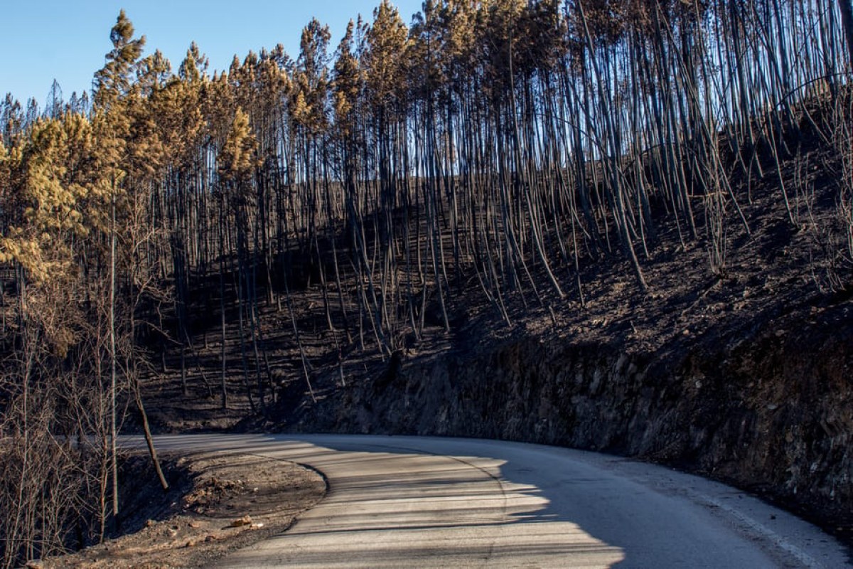 forest fire Warsaw