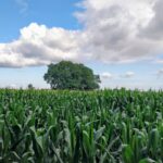 sorghum field poland