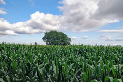sorghum field poland