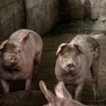 fire barn pigs
