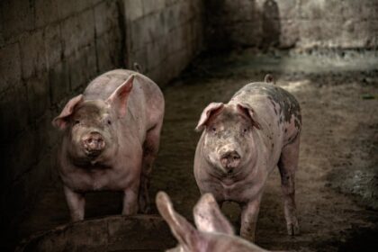 fire barn pigs