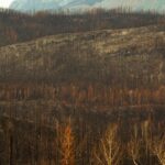 forest fire