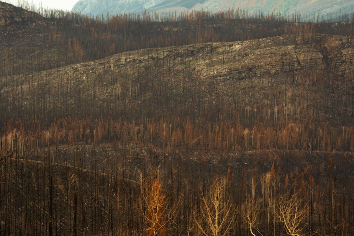 forest fire