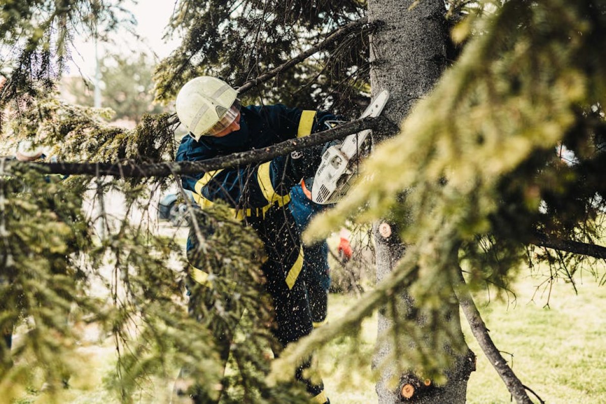firefighters rescue woman tree