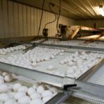 egg theft farm