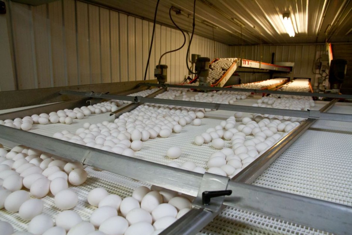 egg theft farm