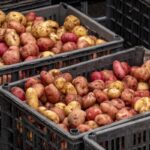 potato market