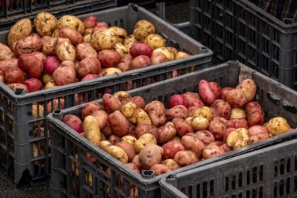potato market