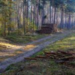 Rząd przyjął nowelizację ustawy o lasach – większy udział społeczeństwa i ochrona przyrody