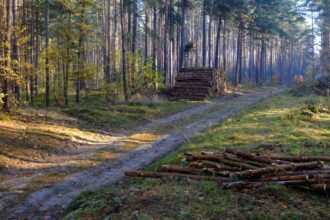 Rząd przyjął nowelizację ustawy o lasach – większy udział społeczeństwa i ochrona przyrody