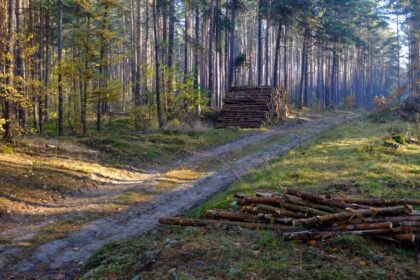 Rząd przyjął nowelizację ustawy o lasach – większy udział społeczeństwa i ochrona przyrody