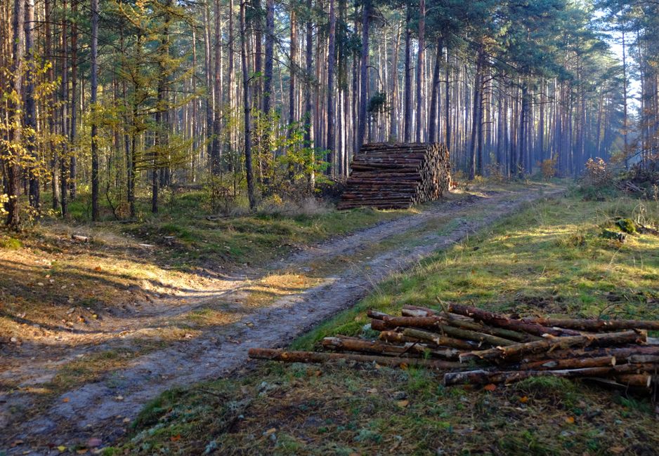 Rząd przyjął nowelizację ustawy o lasach – większy udział społeczeństwa i ochrona przyrody