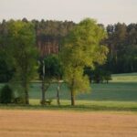Nabór wniosków na zalesianie i zadrzewienia – do 31 lipca 2026