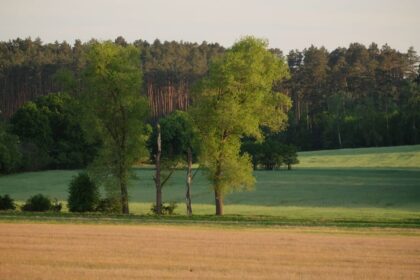 Nabór wniosków na zalesianie i zadrzewienia – do 31 lipca 2026