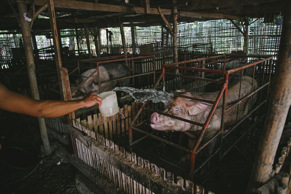 Rolnik z Baranowa: 8 kontroli w rok, podwójna produkcja i walka z biurokracją