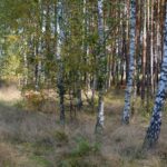 Zakończono zbieranie propozycji starolasów od strony społecznej – 207 zgłoszeń od 29 podmiotów