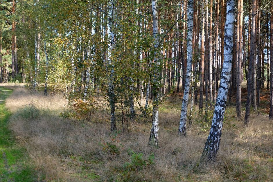 Zakończono zbieranie propozycji starolasów od strony społecznej – 207 zgłoszeń od 29 podmiotów