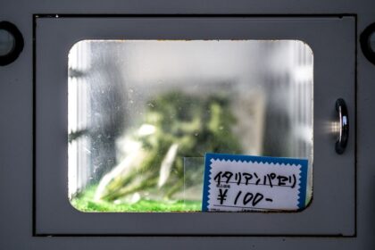 Młodzi rolnicy z Mościenicy: warzywomat, bydło i płodozmian – przepis na sukces
