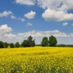 Nowoczesne odmiany rzepaku odpowiedzią na wyzwania klimatyczne i rynkowe
