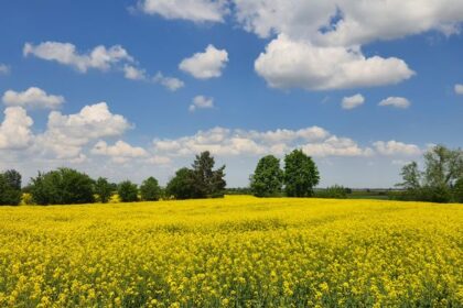 Nowoczesne odmiany rzepaku odpowiedzią na wyzwania klimatyczne i rynkowe