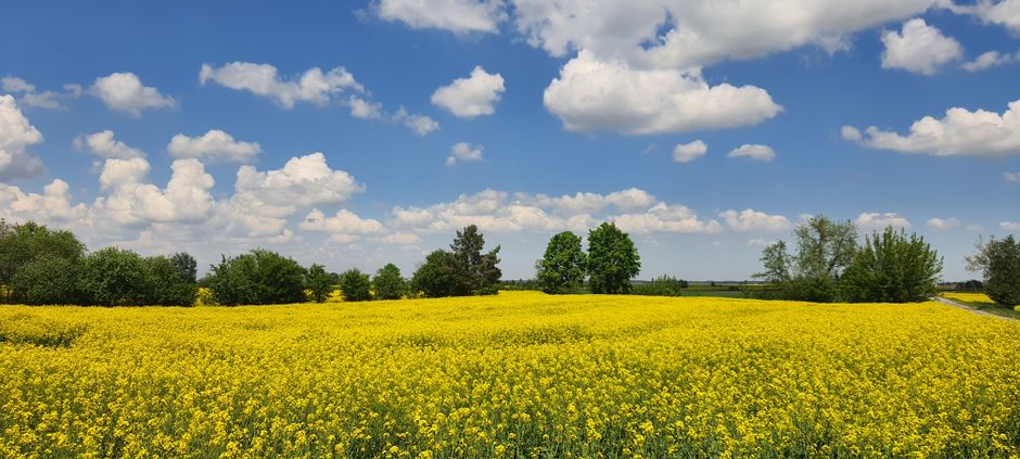 Nowoczesne odmiany rzepaku odpowiedzią na wyzwania klimatyczne i rynkowe