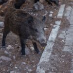 ASF u dzików w Polsce: 1410 przypadków od początku 2026 roku