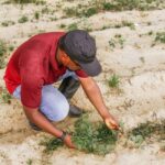 Olam Agri inwestuje w samowystarczalność żywnościową Afryki