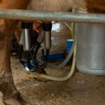 Trzy pokolenia i dwa roboty udojowe. Jak rodzina Czerniaków zbudowała nowoczesne gospodarstwo mleczne