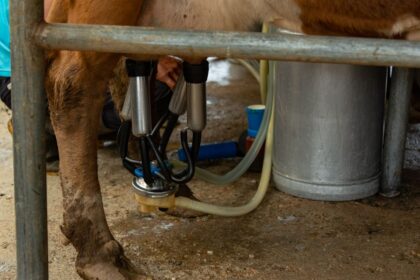 Trzy pokolenia i dwa roboty udojowe. Jak rodzina Czerniaków zbudowała nowoczesne gospodarstwo mleczne