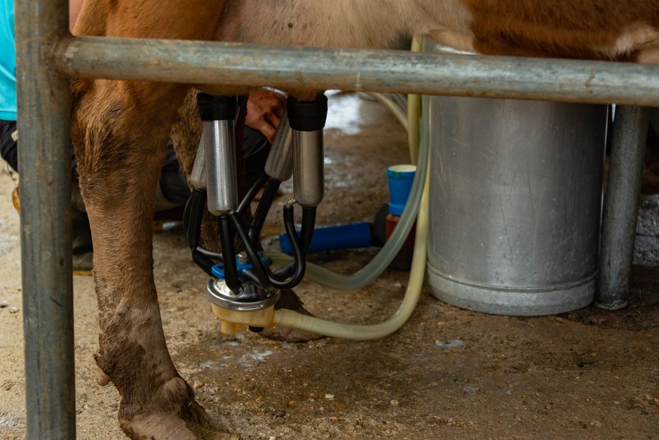 Trzy pokolenia i dwa roboty udojowe. Jak rodzina Czerniaków zbudowała nowoczesne gospodarstwo mleczne