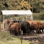 Simentale bez kiszonki z kukurydzy: ekonomiczne żywienie krów mlecznych