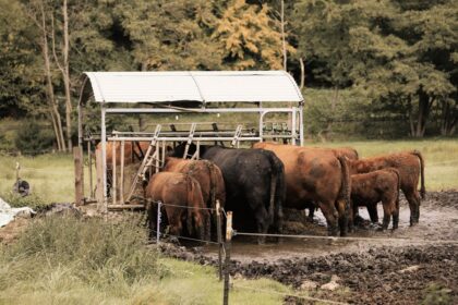 Simentale bez kiszonki z kukurydzy: ekonomiczne żywienie krów mlecznych