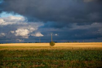 Jesienne nawożenie rzepaku ozimego – praktyczne wskazówki i pułapki