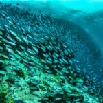 Polska ratyfikuje Porozumienie BBNJ o ochronie oceanów